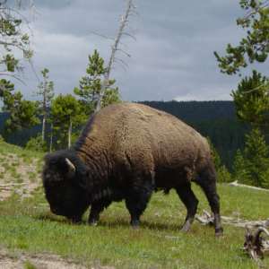 National Bison Range near Flathead Lake Inn