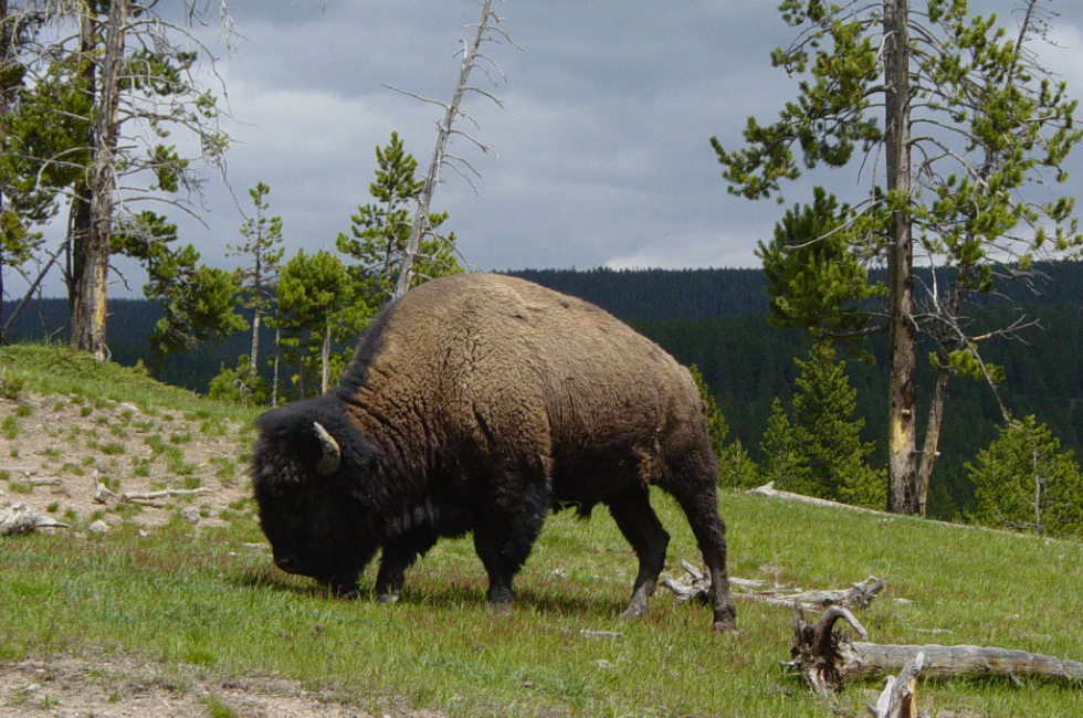 Flathead Lake Inn is convenient lodging when visiting National Bison Range Moiese.