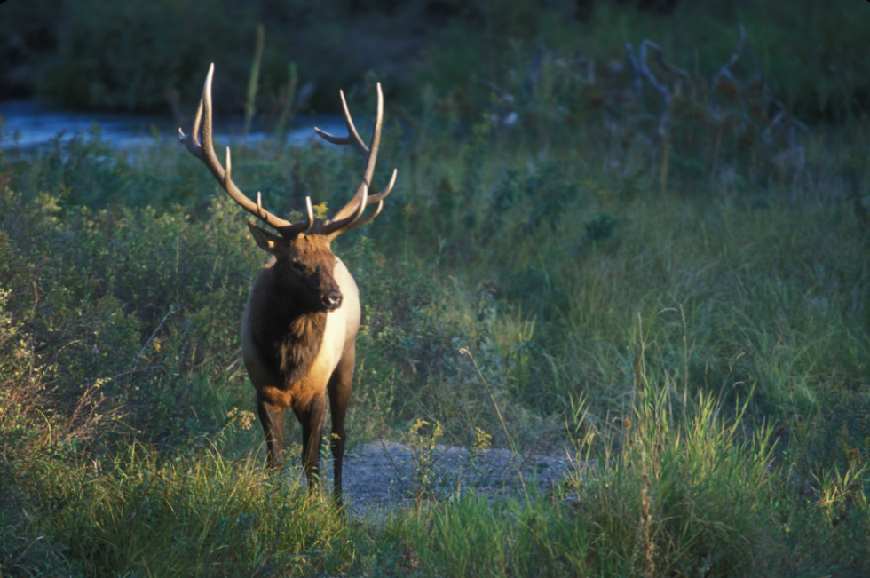 Elk Standing in Grassy Field.